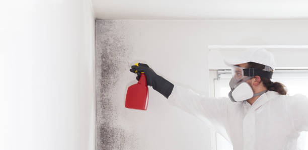 Best Mold Testing and Inspection Services in Seis Lagos, TX