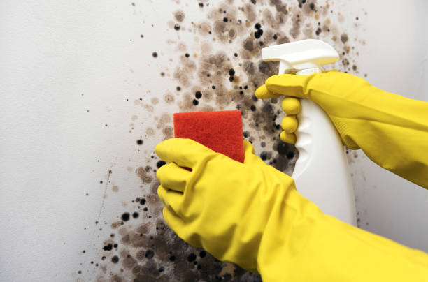 Best Health and Safety Mold Remediation in Seis Lagos, TX