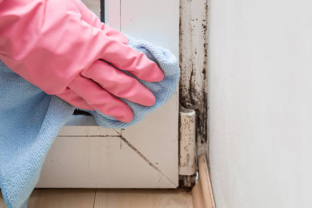 Best Emergency Mold Remediation in Seis Lagos, TX